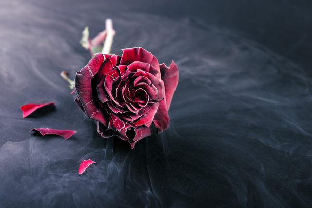 Rosa congelada. Estilo romántico
 - Foto, Imagen
