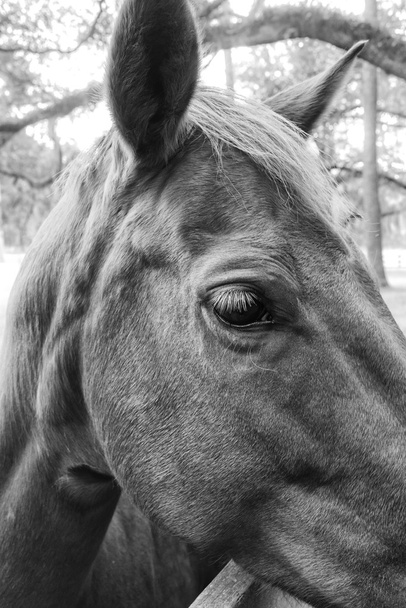 Horse in Black and White - Foto, Bild