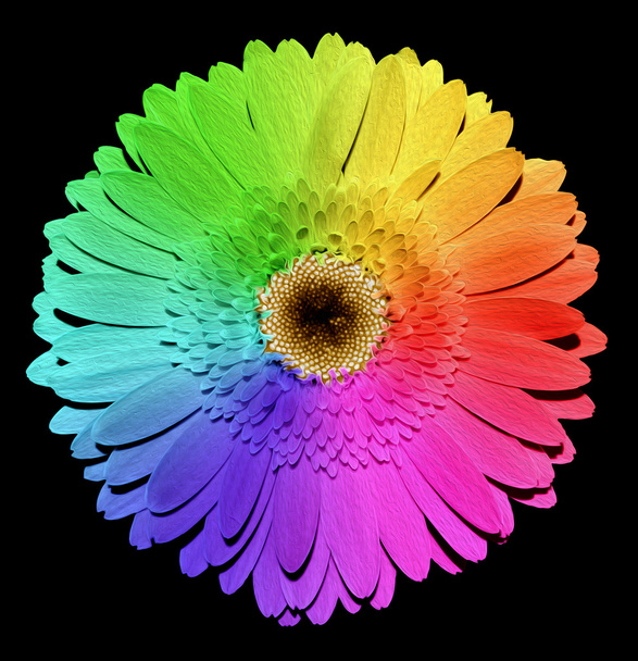 Rainbow Gerber kwiat z żółte serce makro na białym tle na czarny akwarela stylu - Zdjęcie, obraz