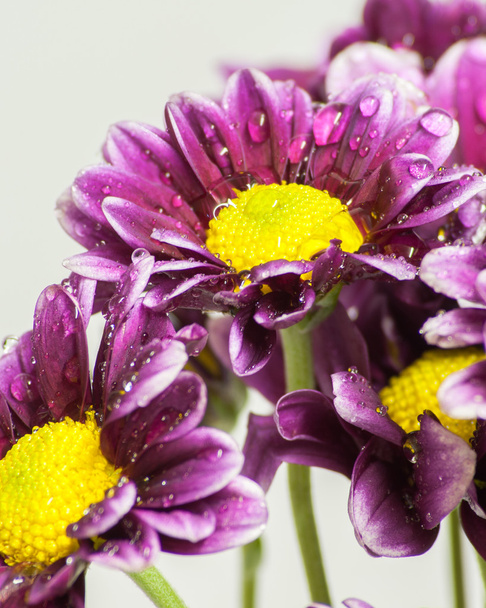 Mor çiçek buketi - Fotoğraf, Görsel