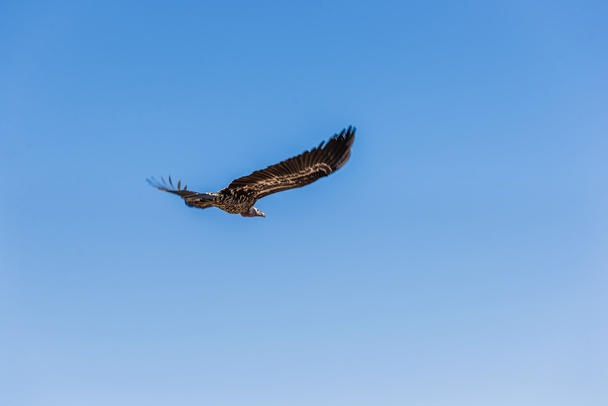 Bird of prey, Frankrijk - Foto, afbeelding