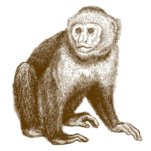 engraving antique illustration of capuchin - Vector, Image