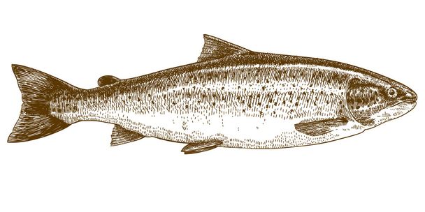 engraving illustration of trout - Vector, Image