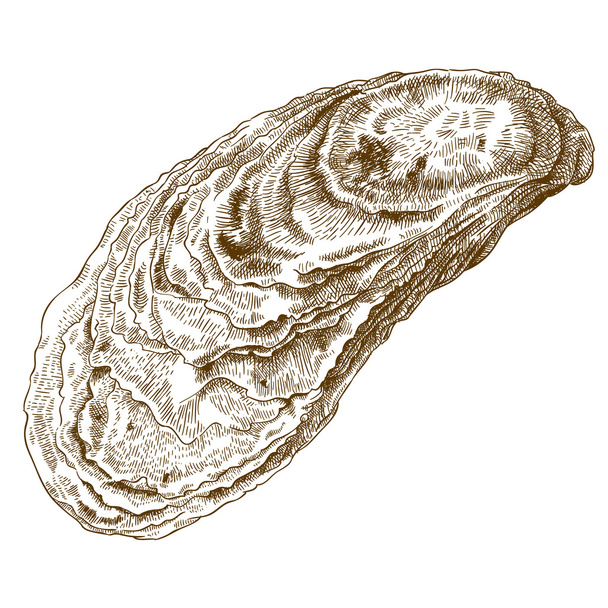 engraving  illustration of oyster shell - Vector, Image