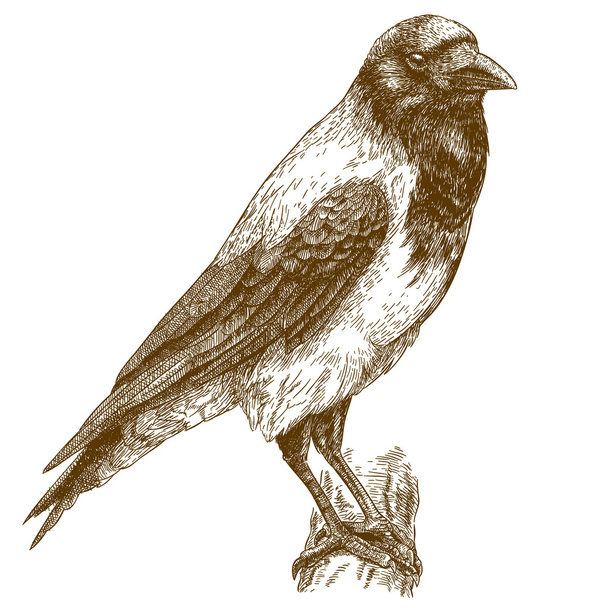 engraving illustration of crow - Vector, Image