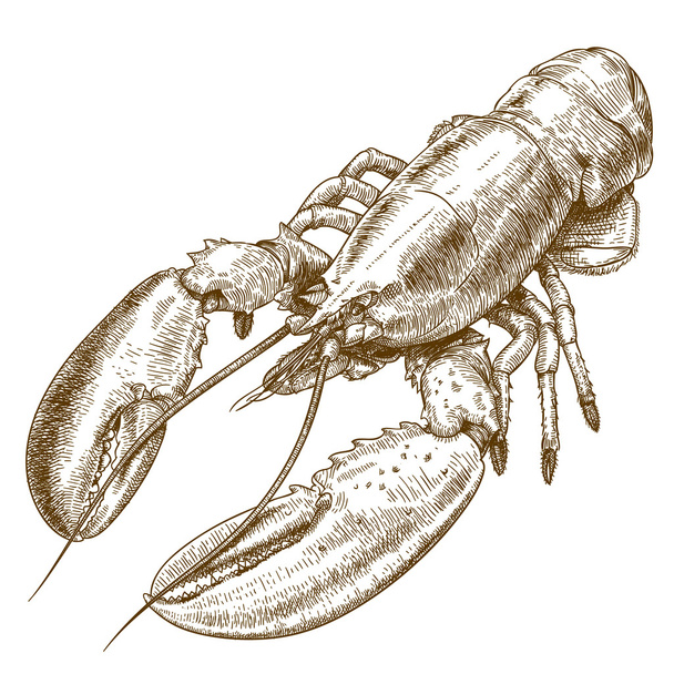 Grawerowanie ilustracja homara - Wektor, obraz
