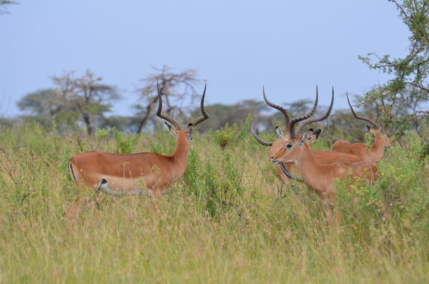 gazelles impala in serengeti National Park  in Tanzania - Photo, Image
