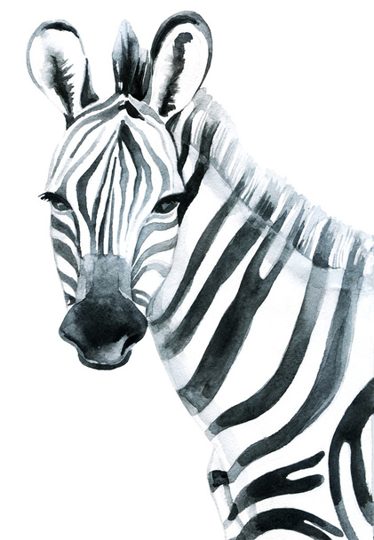 Watercolor zebra isolated on white background - Photo, Image