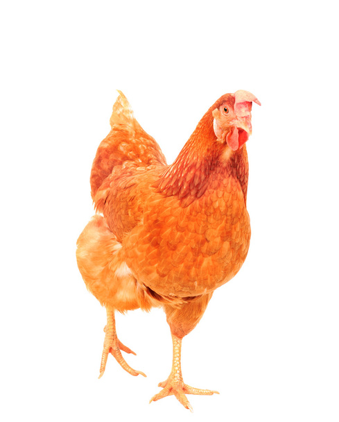 cuerpo completo de gallina de pollo marrón de pie fondo blanco aislado
 - Foto, Imagen