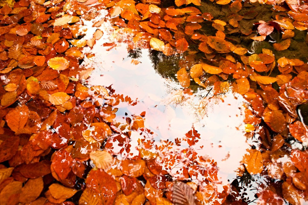 Lustro w wodzie. Rama w liście. Lèves poległych buk i kamienie w wodzie rzeki górskiej, pierwsze liście poniżej poziomu wody - Zdjęcie, obraz