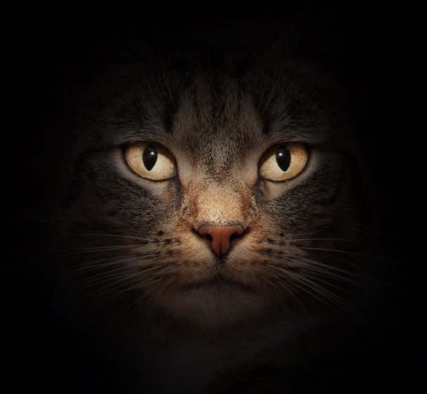 Cat face with beautiful eyes - Photo, Image