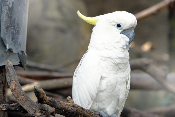 Portrait of Triton cockatoo - Photo, Image