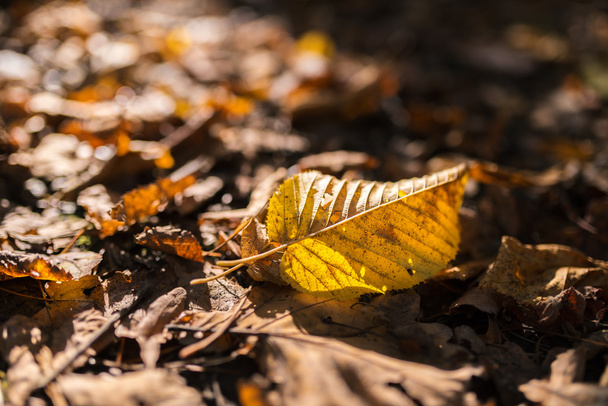 Withered autumn leaf. - Foto, Imagen