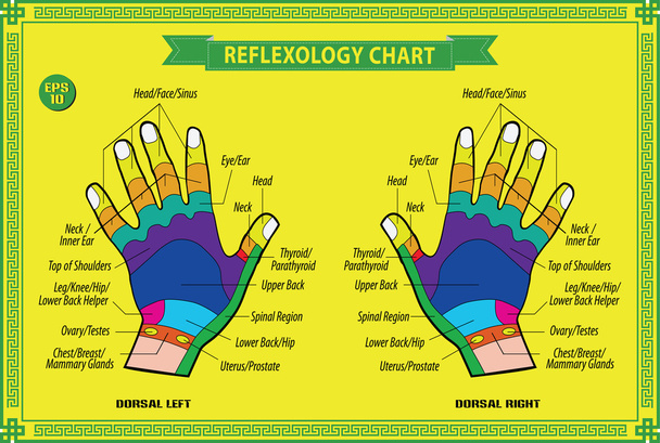 Hand reflexology chart - Vector, Image