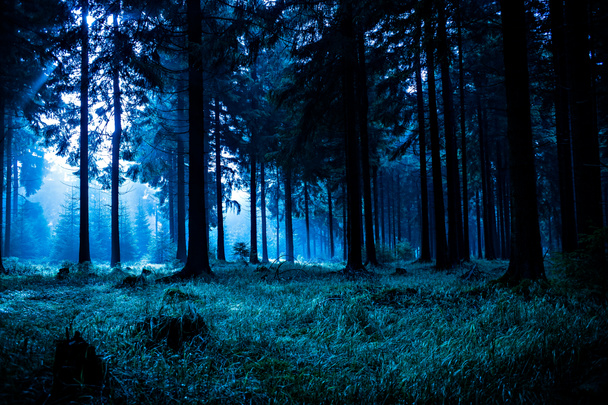 Nachtwald - Foto, Bild