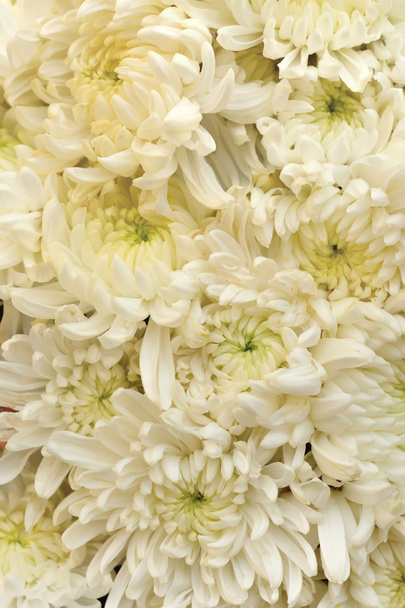 weiße Chrysanthemenblüte als Hintergrundtextur (Chrysantheme - Foto, Bild