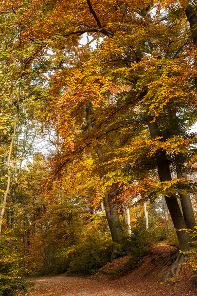 Autumn Forest Park Path Trees - Фото, изображение