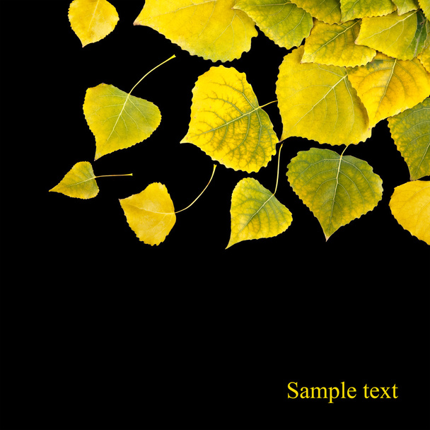 Yellow autumn maple leafs isolated on a black - Photo, Image