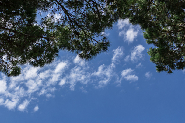 Trees and sky - Фото, зображення