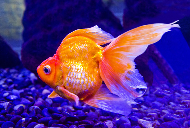 Carpa de peixe-dourado em aquário
 - Foto, Imagem
