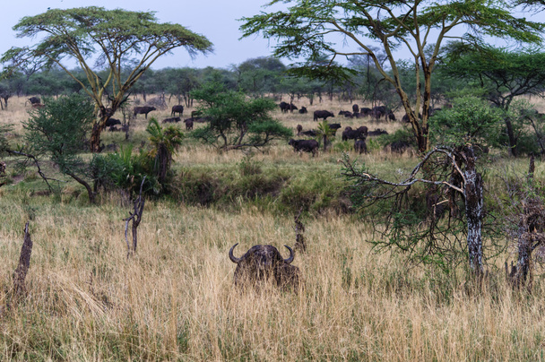 Буффало прячется в сухой траве в кратере Нгоронгоро
 - Фото, изображение