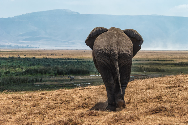 Οπίσθια άποψη ελέφαντας - Φωτογραφία, εικόνα