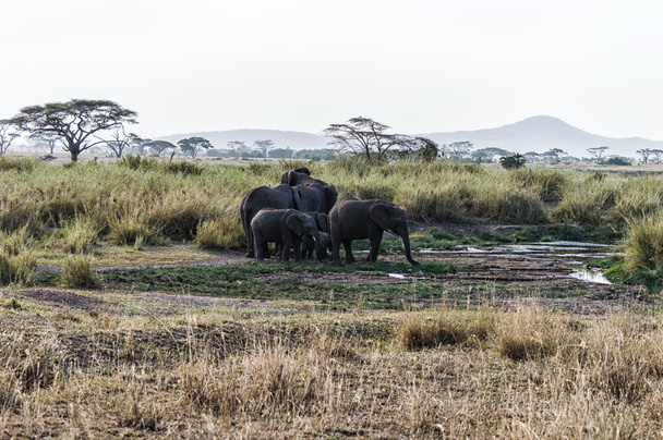 Ένα κοπάδι των ελεφάντων - Φωτογραφία, εικόνα