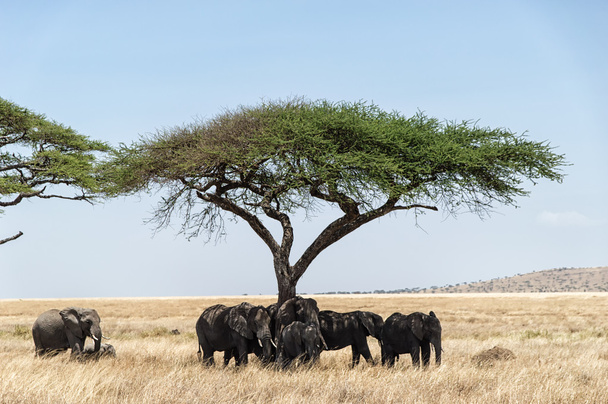 Árbol de acacia y elefantes
 - Foto, imagen