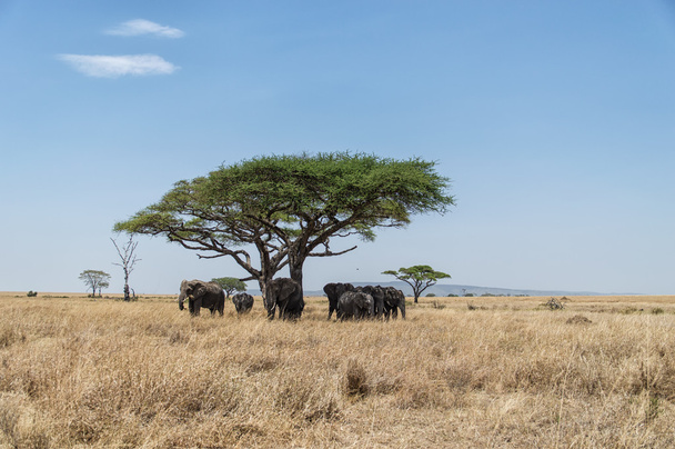 Árbol de acacia y elefantes
 - Foto, Imagen