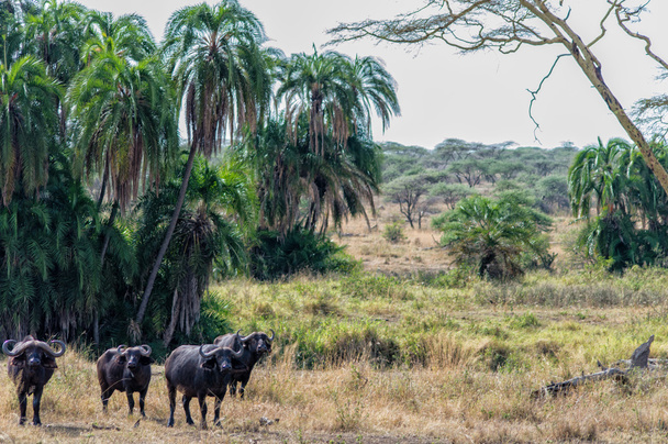 Αφρικής βουβάλια στις πεδιάδες του Serengeti, Αφρική - Φωτογραφία, εικόνα