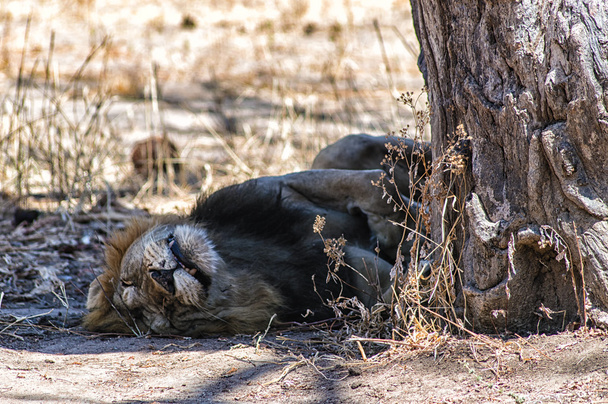 Лев спит в тени дерева, в Серенгети, Танзания
 - Фото, изображение