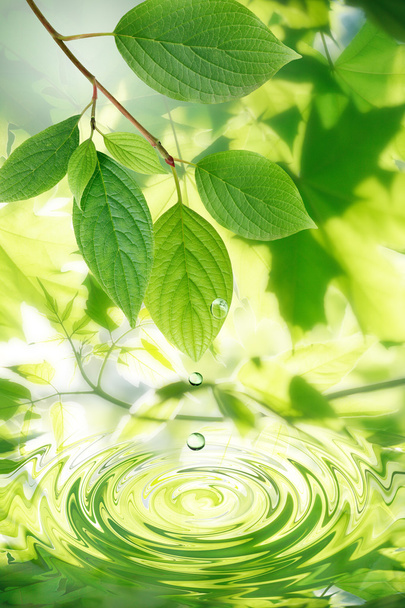 yeşil yaprakları ve su damlaları - Fotoğraf, Görsel