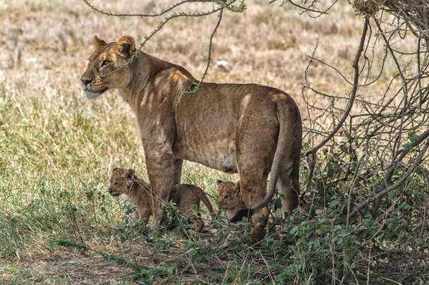 Lioness ja pennut
 - Valokuva, kuva