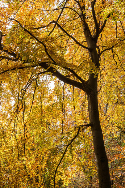 Árboles del Parque Forestal de otoño
 - Foto, imagen