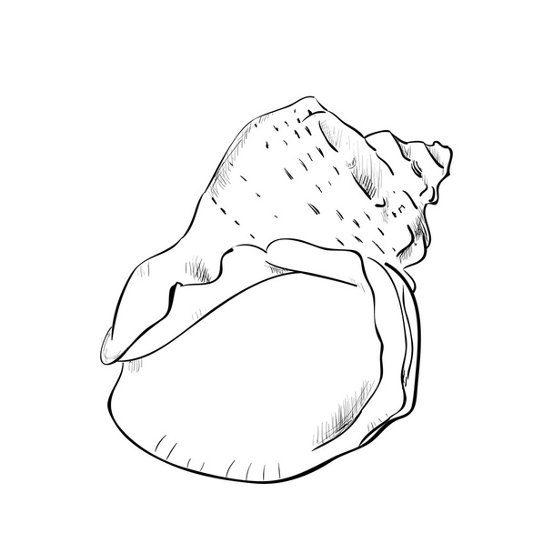 vázlat a trópusi shell - Vektor, kép
