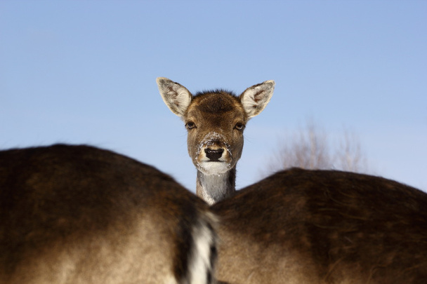 Fallow deer baby - Photo, Image