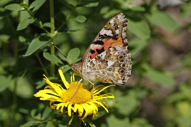 Painted Lady butterfly (Vanessa cardui) on Willowleaf yellowhead - Photo, Image