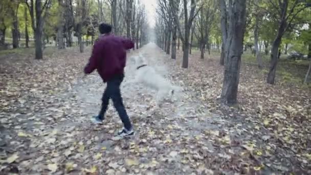 Nuori mies leikkii kahden koiran kanssa syksyllä puistossa
 - Materiaali, video