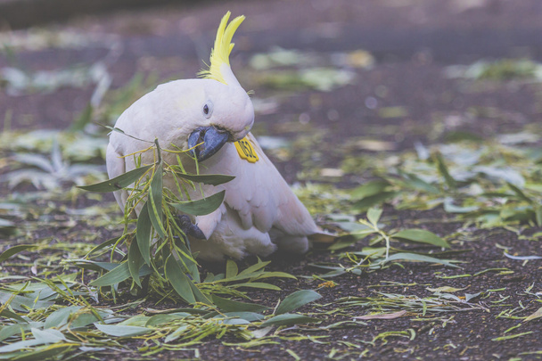Cockatoo nel giardino botanico di Sydney Australia
 - Foto, immagini