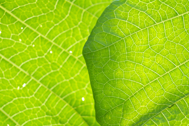 macro blad aderen - Foto, afbeelding