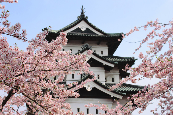 桜と日本の城 - 写真・画像