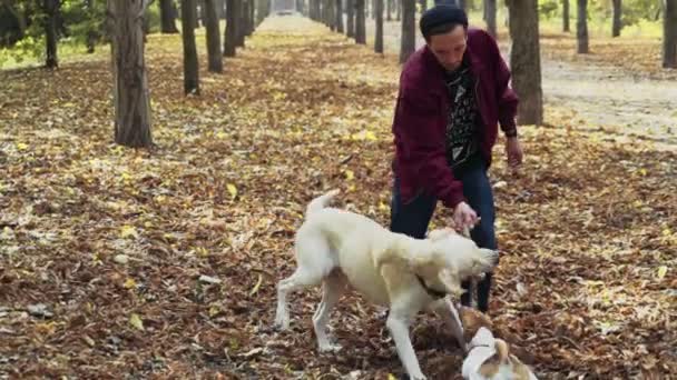 молодой человек играл с двумя собаками в осеннем парке
 - Кадры, видео