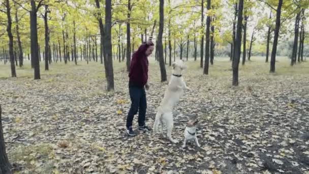 joven jugando con dos perros en el parque de otoño
 - Imágenes, Vídeo