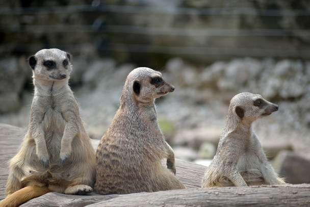meerkats στο πάρκο άγριας ζωής ΦΩΤΑ - Φωτογραφία, εικόνα