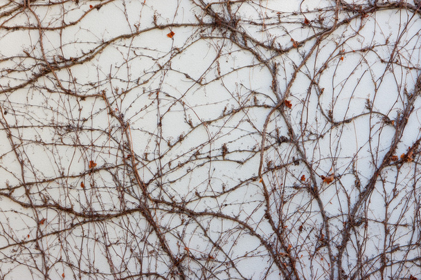 Виноград на стене
 - Фото, изображение