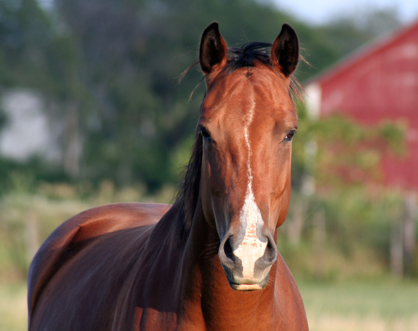 Huolestunut hevonen
 - Valokuva, kuva