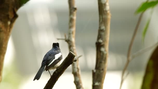 Oriental Magpie dal üzerinde dinlenme Robin - Video, Çekim