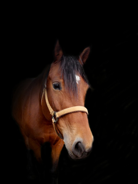 Cabeza de caballo marrón sobre fondo negro
 - Foto, imagen
