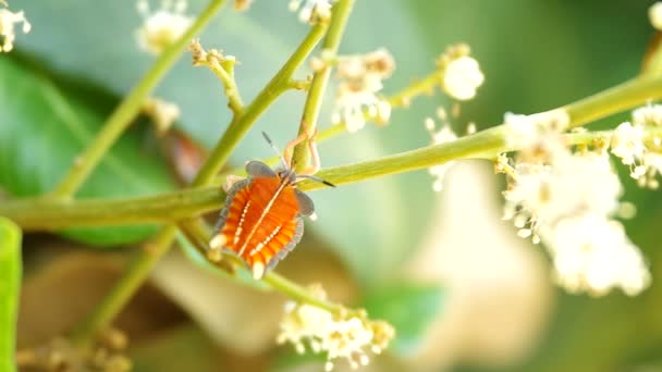 Stink Bug is staying on the longan shoot - Footage, Video