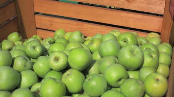 Яблоки в ящиках после сбора урожая, фермеры собирают яблоки в саду
 - Кадры, видео